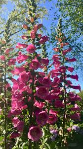 Image result for Digitalis purpurea alba/ red spots