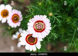 Image result for Glebionis carinata `German Flag`