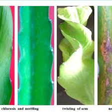 Cactus virus x (cvx) is a plant pathogenic virus of the family alphaflexiviridae. Pdf Rapid Detection Of Cactus Virus