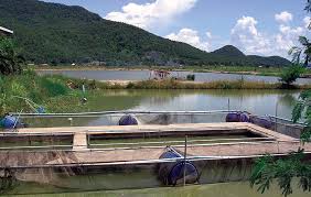 If you have a brand new pond, the decision of which fish to stock in your pond and when to add them can be a little overwhelming. Freshwater Prawn Farming In Thailand Global Aquaculture Advocate