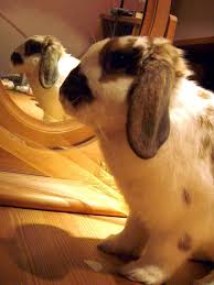 Many owners give their pets mirrors because they are afraid their bird will get lonely. Free Bunny In The Mirror Stock Photo Freeimages Com