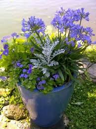 Blue Pot Blue Flowers Centerport New York Willow Garden Garden Design Blue Flowers