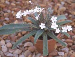Image result for Streptocarpus kamerunensis