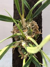 All about the encyclia tampensis.an endangered species that is native to florida. Orchids Encyclia Tampensis Fragrance Orchid Furniture Home Living Home Decor Artificial Plants Flowers On Carousell