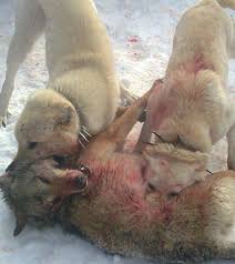 Kangallar Alemi Kangal Ile Kurt Dovusu