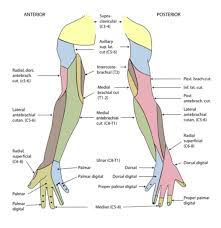 Image result for Elbow Extension Test