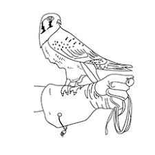They live in a variety of environments from the desert to coastal lands. 10 Printable Falcon Coloring Pages For Toddlers