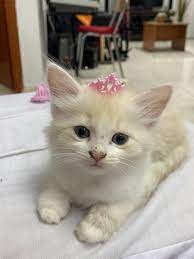 Cute Princess Cat Cats Cute Princess Cute