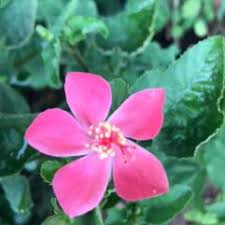 Image result for Hibiscus fuscus
