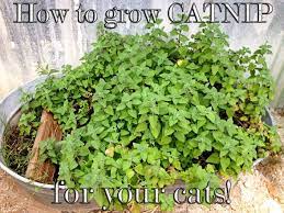 For The Past Several Years We Ve Grown Catnip It S Easy And Fun The Plant Takes Very Little Work I Grew Our Catnip F Growing Catnip Catnip Plant Cat Garden