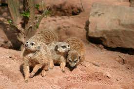 25, 66538, wellesweiler, neunkirchen deutschland inklusive kontaktdaten wie adresse, telefonnummer, webseite, anfahrtsplan u.a. Neunkircher Zoo Tourismus Und Kulturzentrale Des Landkreises Neunkirchen