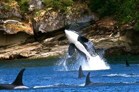 Nov 05, 2019 · observe the beauty of san juan bay on one side and the formidable san juan gate on the other while walking the paseo del morro. Travel Guide To The San Juan Islands Wa Outdoorsy Com