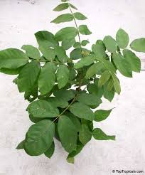 Image result for Markhamia zanzibarica