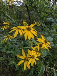 Image result for Rudbeckia laciniata