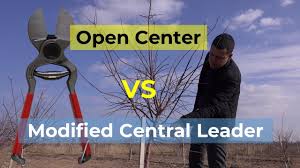 Maybe you would like to learn more about one of these? Modified Central Leader Vs Open Center Youtube