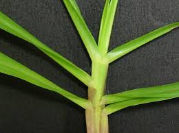 Image result for Paspalum notatum