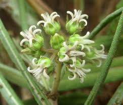 Image result for Stenostelma corniculatum