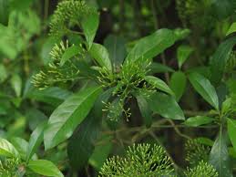 Image result for Pavetta sp. E