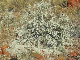 Image result for Aerva javanica