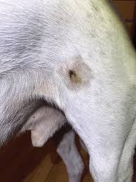 Image result for mastocytoma in dogs