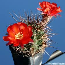 Friend's cactus growing some cool looking flowers. Lobivia Haematantha Subsp Hualfinensis Syn Echinopsis Hualfinensis