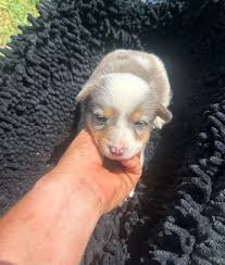 Americans Shawnee Oklahoma Sunray's bluie corgis