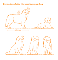 Bernese Mountain Dog Dimensions Drawings Dimensions Guide