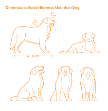 bernese mountain dog dimensions drawings dimensions guide