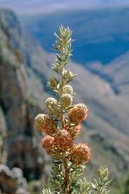 Image result for Cliffortia