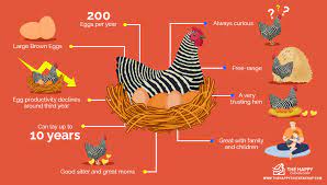 Maybe you would like to learn more about one of these? The Plymouth Rock Chicken All You Need To Know