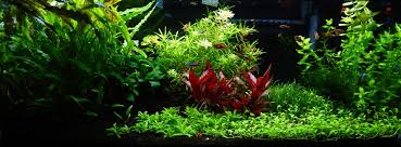 Maybe you would like to learn more about one of these? The Jungle Style Aquarium Aquascaping Love