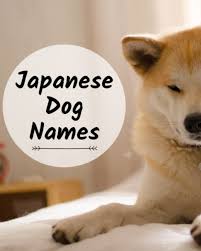 Pick out this name for dogs that can run like the wind. 80 Japanese Dog Names Male Female Pethelpful By Fellow Animal Lovers And Experts