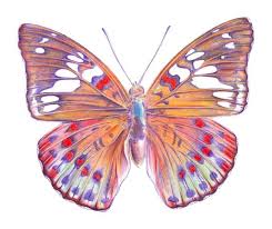How To Draw A Butterfly With Color Pencils I also see that the bottom left sides of.