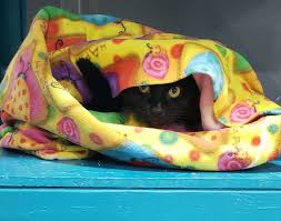 Why not give your cat the comfort and company they deserve at cozy cats cottage? Cozy Cat Cottage Cozycatcottage Twitter