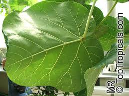 Image result for Ficus abutilifolia