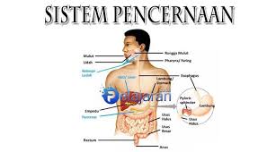 Sistem Pencernaan Manusia Pengertian Fungsi Dan Macam Organ Sistem Pencernaan Pada Manusia Https Www Pelajaran Co Manusia Sistem Pencernaan Pendidikan