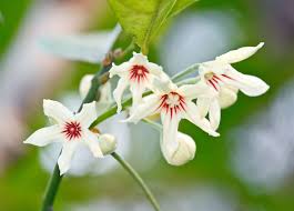 Image result for Melhania acuminata