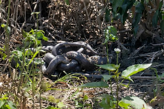 Caninanas macho &lsquo;dan&ccedil;am&rsquo; em disputa por f&ecirc;mea durante acasalamento em fazenda de C&aacute;ceres