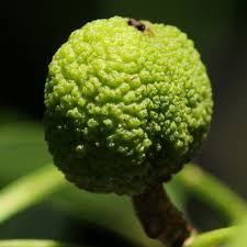 Image result for Toddaliopsis