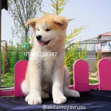 Japon Akita Inu Yavrusu 0530 125 63 47