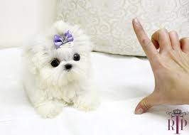 It is colored in cream or white and has a cute appearance. Maltipoo For Sale Near Me Craigslist