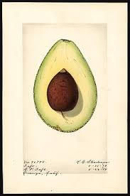 I like using frozen fruit in smoothies instead of ice, as it gives me the texture i want without watering down the. Lula Avocado Wikipedia