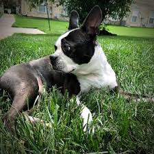 Boston terrier san antonio, texas, united states. Follow These 10 Tips To Avoid Boston Terrier Puppy Scams Boston Terrier Society