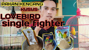 Gold coin lovebird 250gr goldcoin pakan burung lovebird parkit pakan harian lomba. Pakan Lovebird Fighter Goldcoin Makanan Lovebird Agar Gacor Dan Siap Lomba Jenis Burung Untuk Mendapatkan Burung Lovebird Yang Rajin Ngekek Anda Juga Perlu Memperhatikan Kualitas Pakannya Danilo Zeller