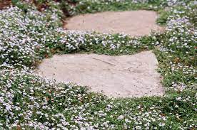 When you use our plants under your feet, around your shrubs, or over your retaining wall, you can rest assured that we have put these plants through rigorous testing to. Walkable Groundcovers Better Homes Gardens