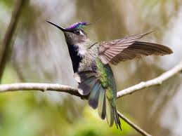 Black And White Birds In Northern California Pin By Maggie On Birds In 2020 Purple Crown Purple Green Bodies