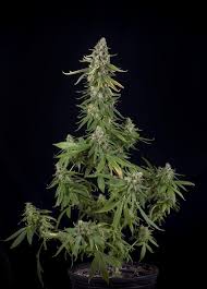 Hanf ist eine vielseitige pflanze, aus der hanffasern oder nahrhafte samen gewonnen werden können. Wie Man Cannabispflanzen Drinnen Erntet Ein Leitfaden Fur Anfanger