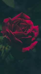 Check spelling or type a new query. Iphone Rose Wallpaper Hd Hintergrundbilder 736x1308 Wallpapertip