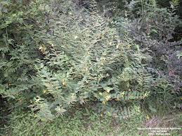 Image result for Chamaecrista polytricha