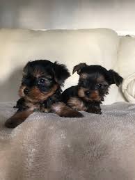 We have good looking puppies and dog, for adoption and for loving and caring homes who will love and care for the puppies as thier own and the are twins a male and a female called. Tiny Teacup Puppies Under 200 In Tn For Sale United States 1